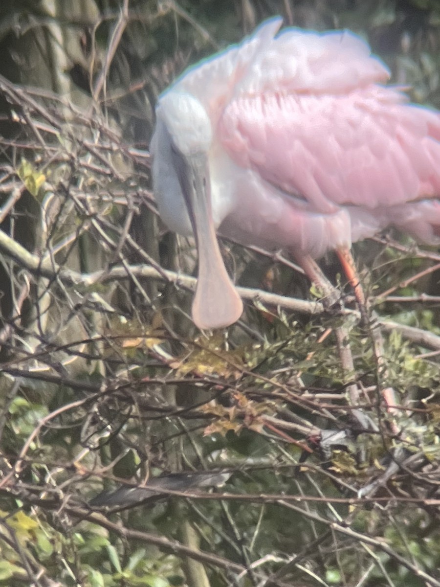 Roseate Spoonbill - ML647041581