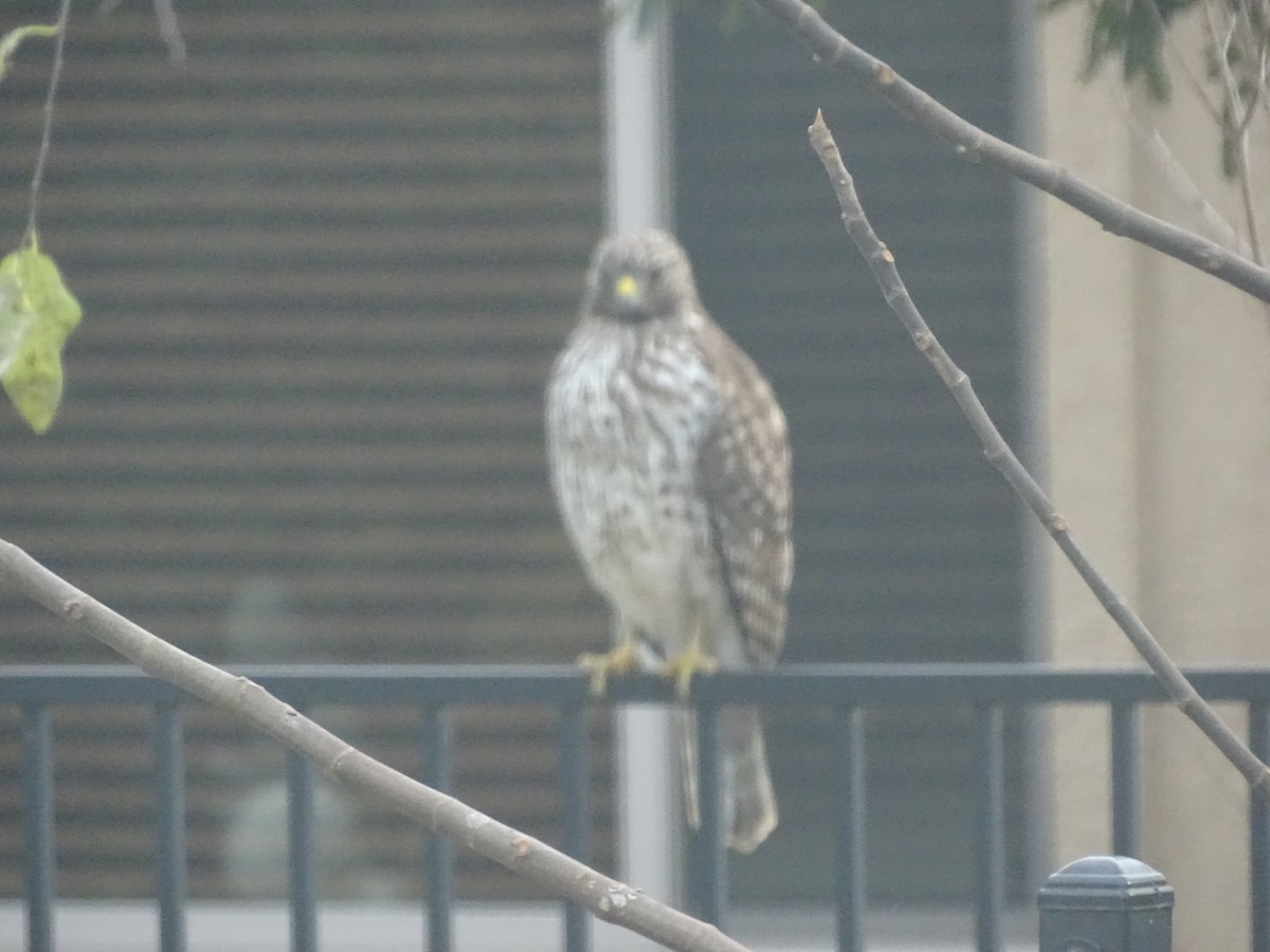 Cooper's Hawk - ML647041591