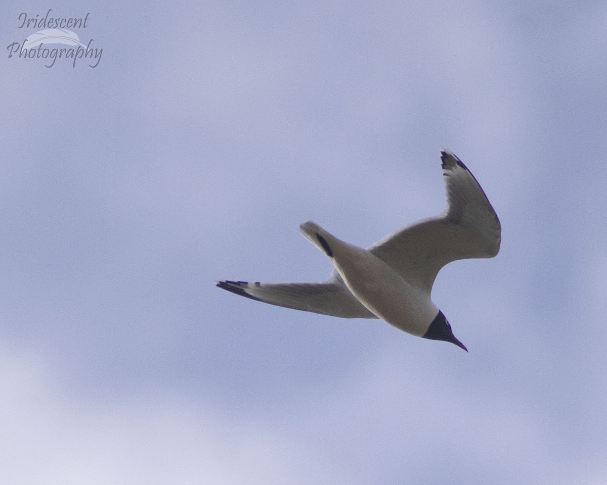 Franklin's Gull - ML647041595