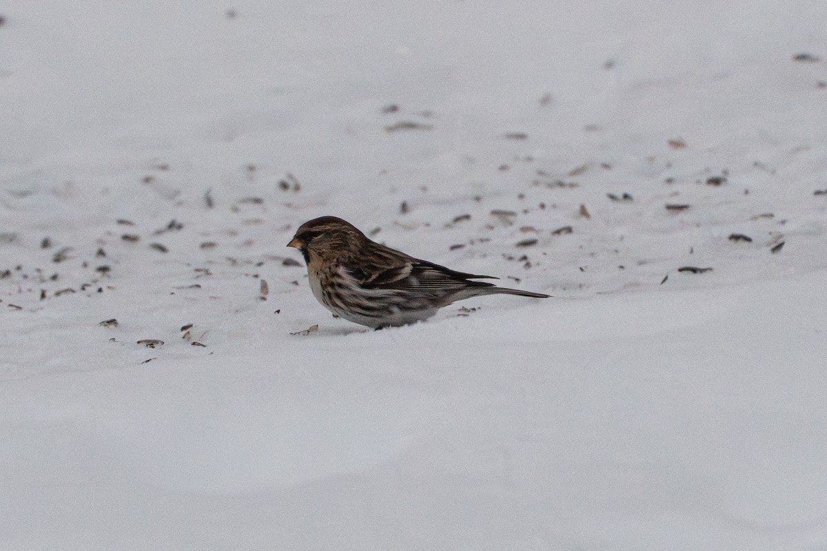 Redpoll - ML647041596