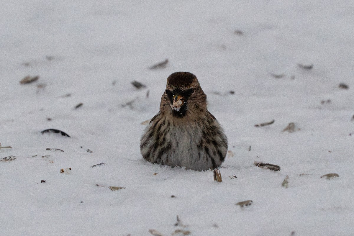 Redpoll - ML647041597