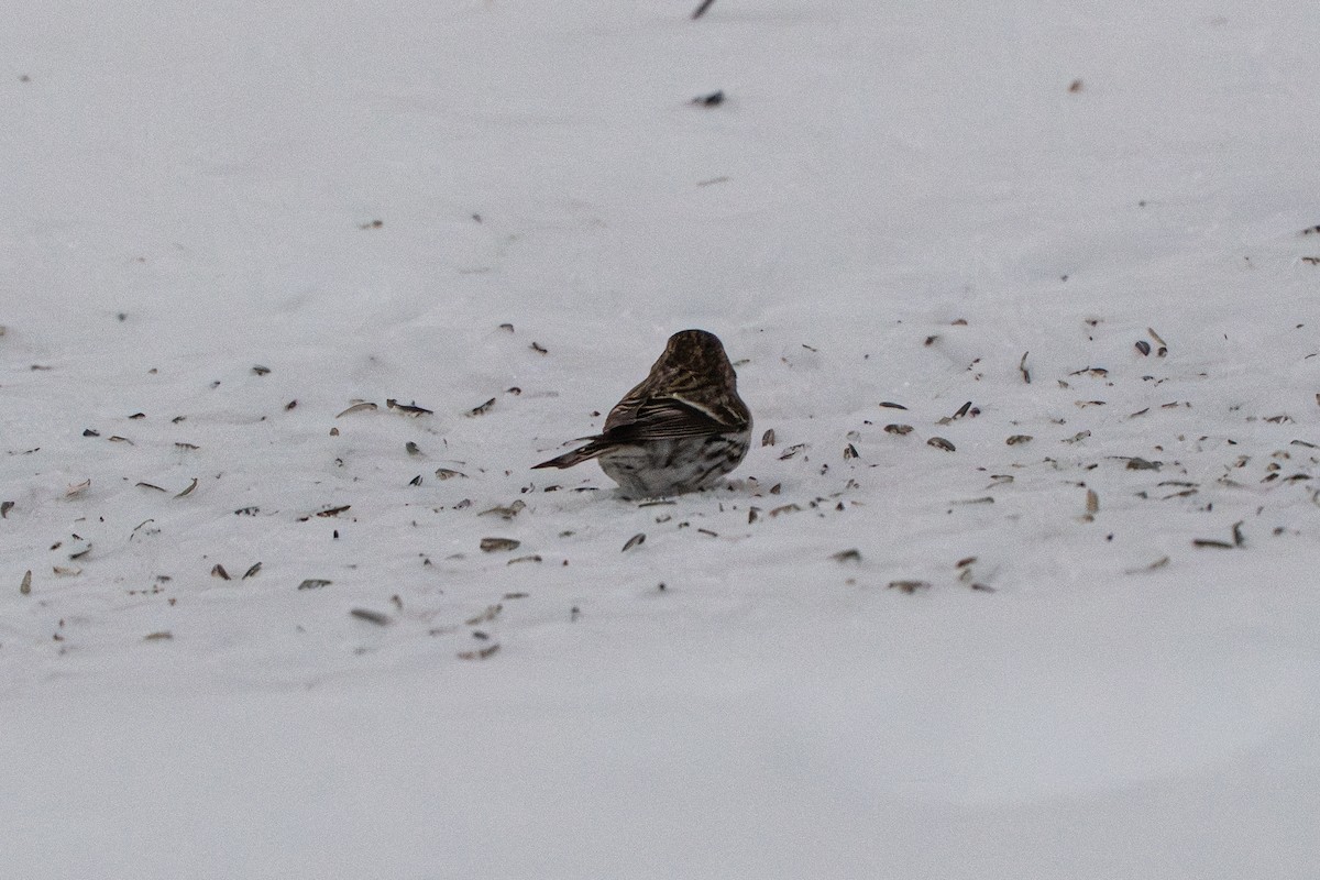 Redpoll - ML647041598