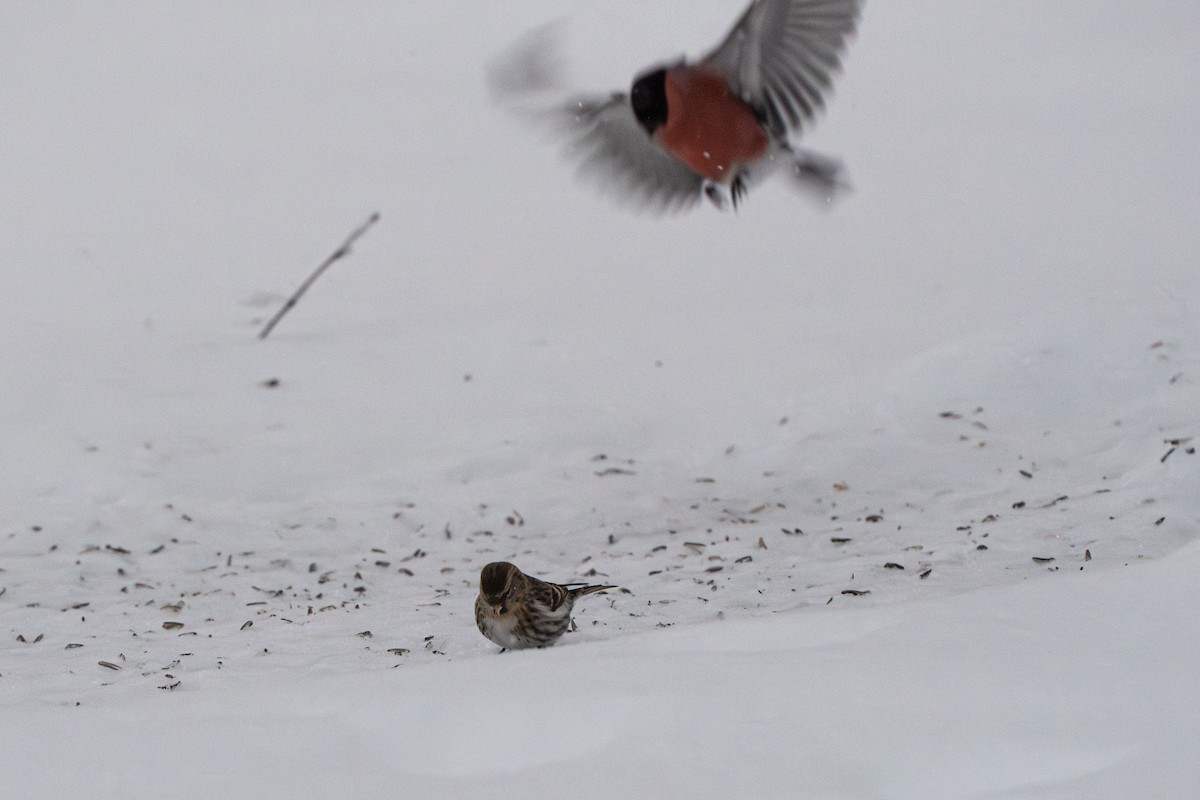 Redpoll - ML647041600