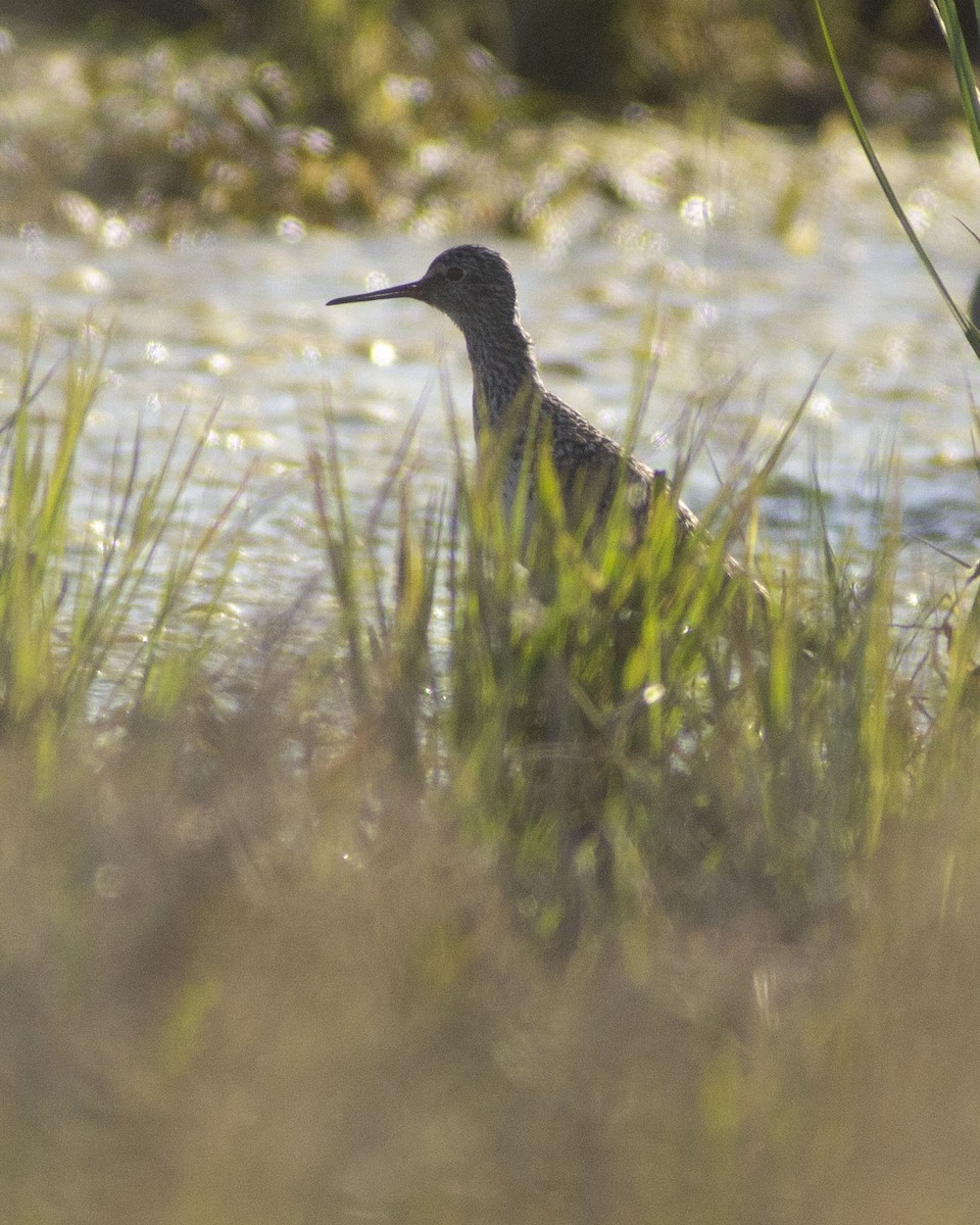 Lesser Yellowlegs - ML647041601