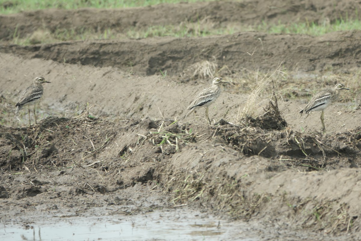 Indian Thick-knee - ML647041602