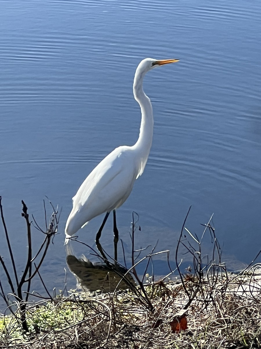 Great Egret - ML647041603