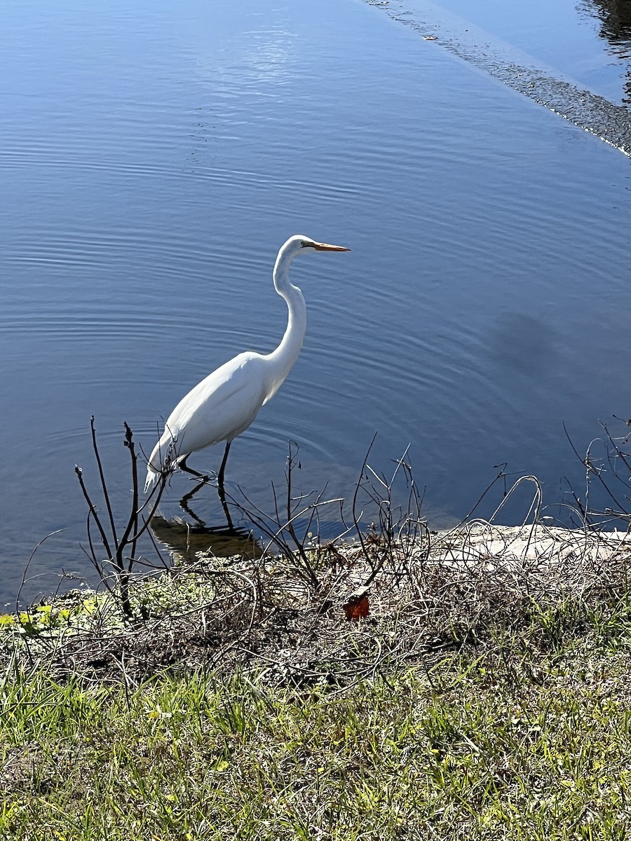 Great Egret - ML647041604