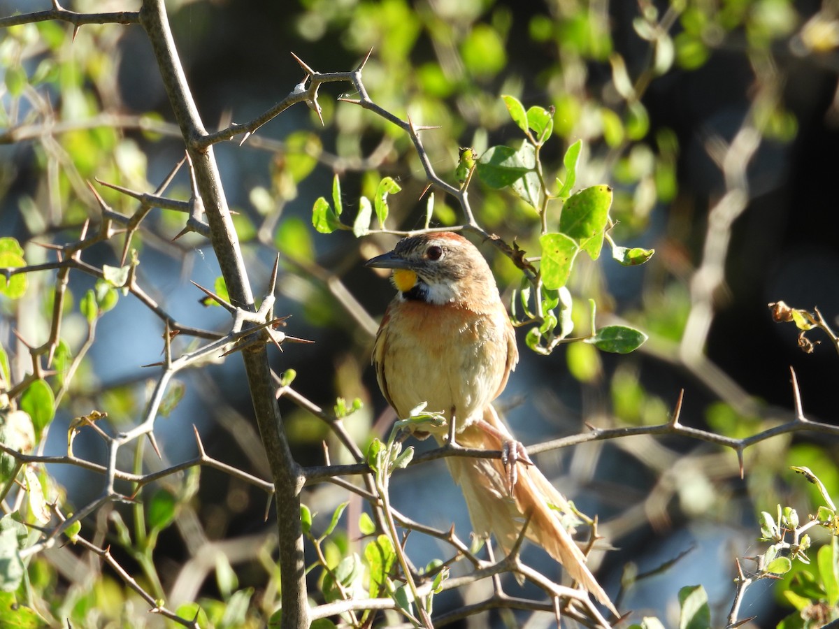 Chotoy Spinetail - ML647041606
