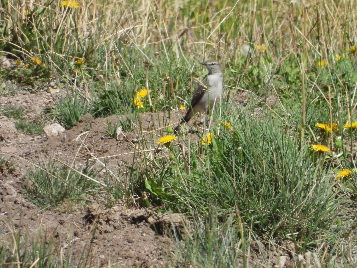 Rufous-naped Ground-Tyrant - ML647041607