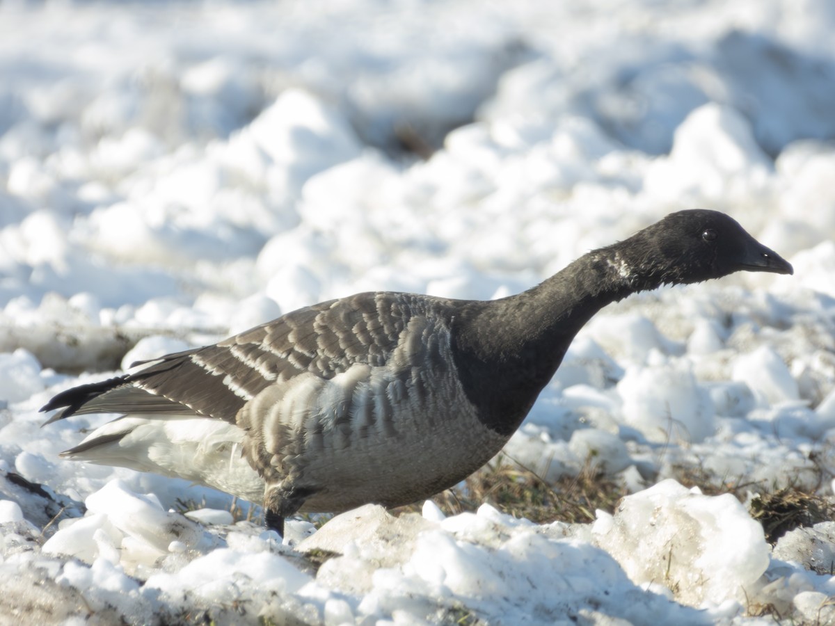 Brant - ML647041608