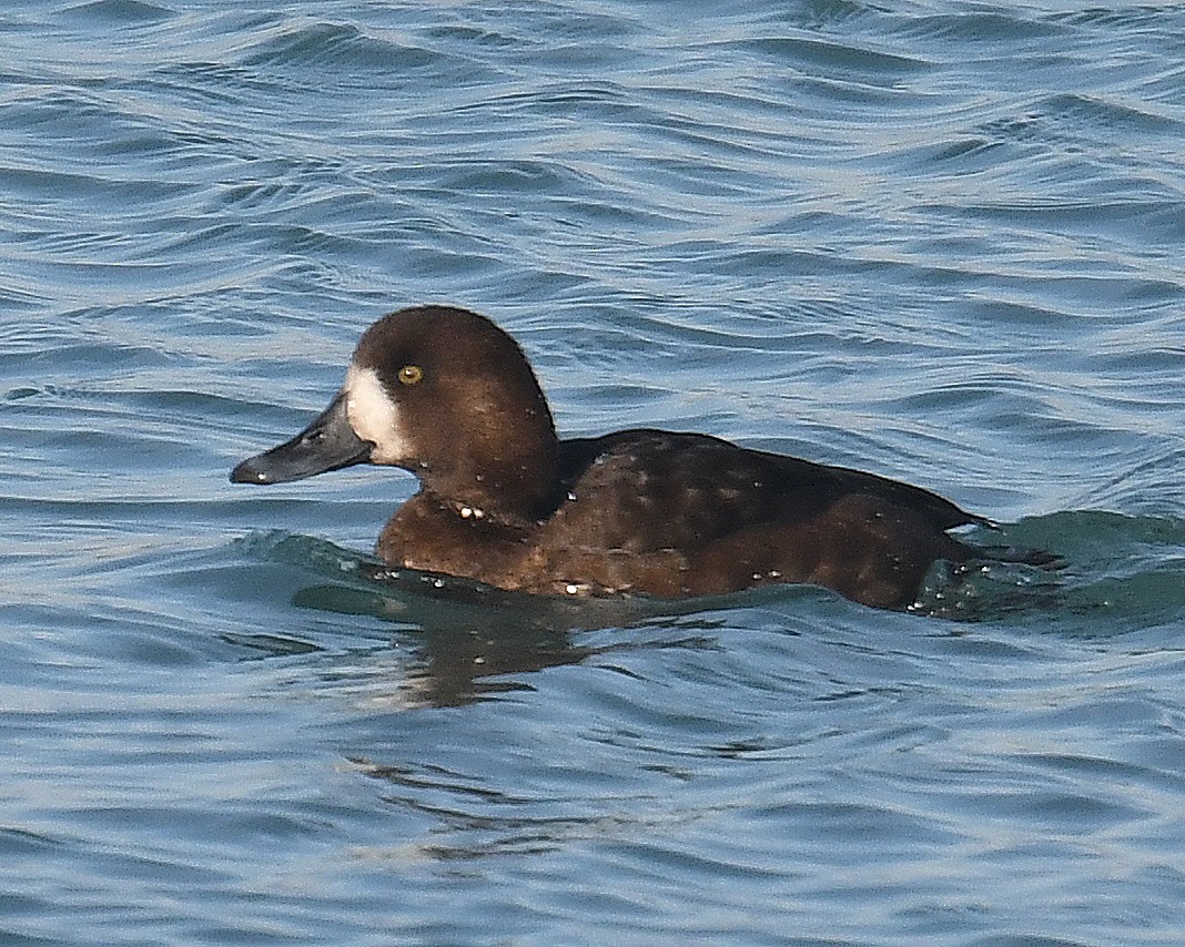 polák kaholka - ML647041609