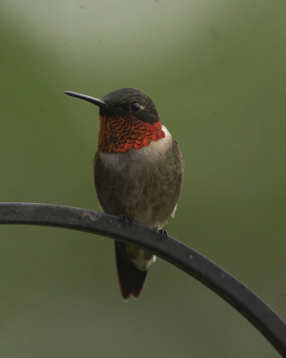 Ruby-throated Hummingbird - ML647041610