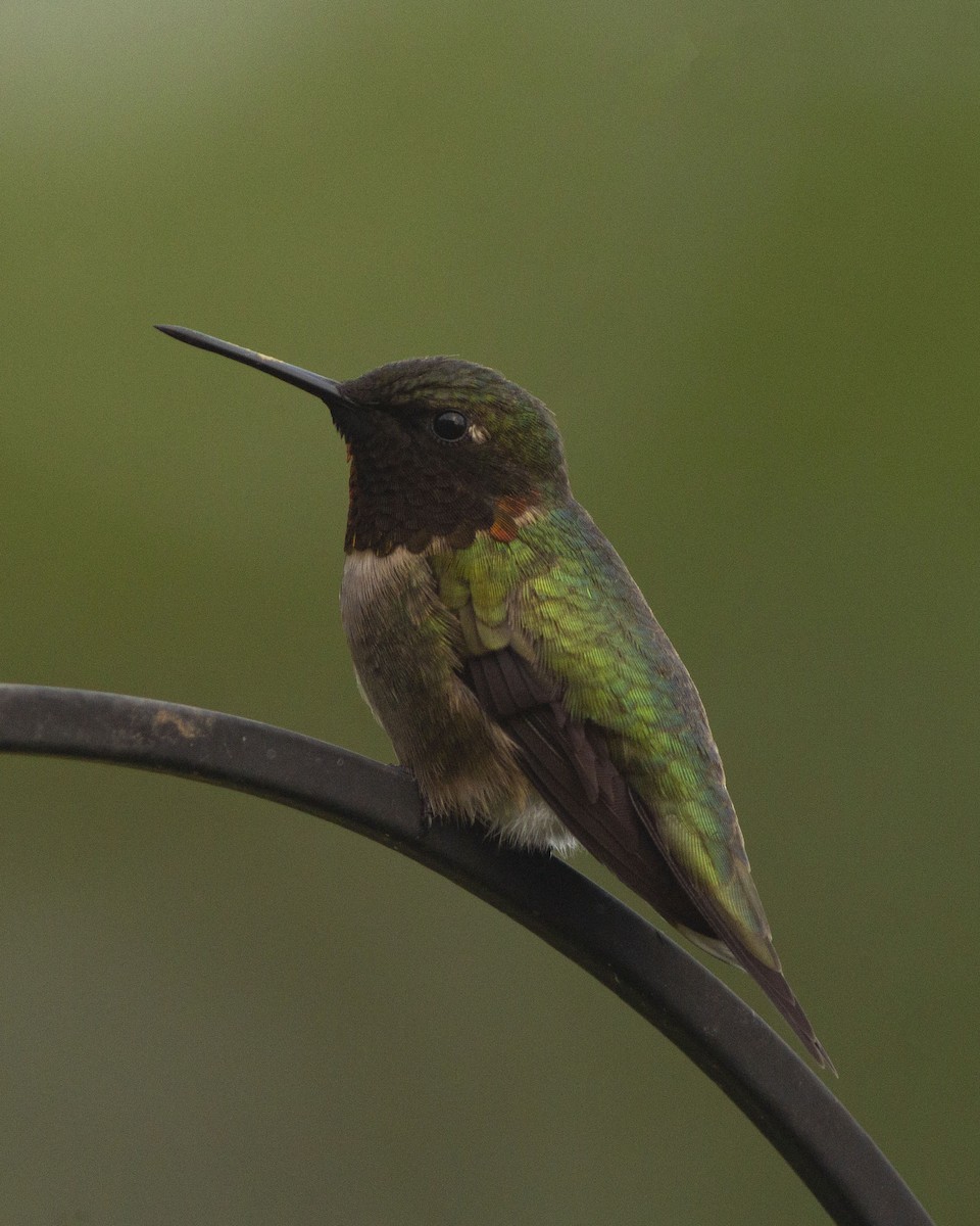Ruby-throated Hummingbird - ML647041611