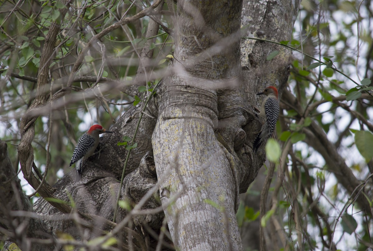 Red-bellied Woodpecker - ML647041612