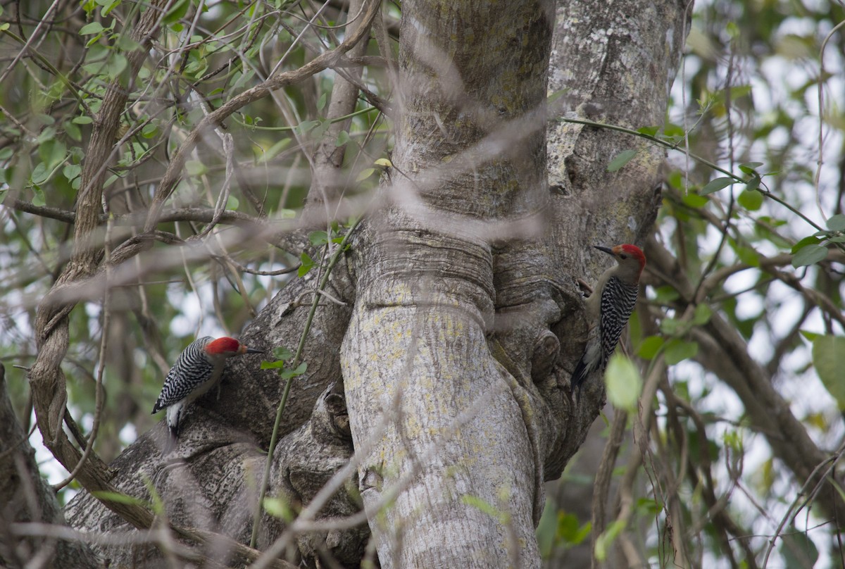 Red-bellied Woodpecker - ML647041613
