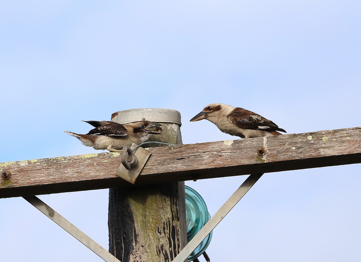 Laughing Kookaburra - ML647041614