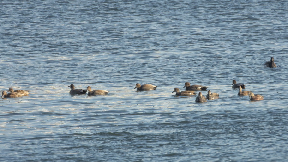 Gadwall - ML647041615