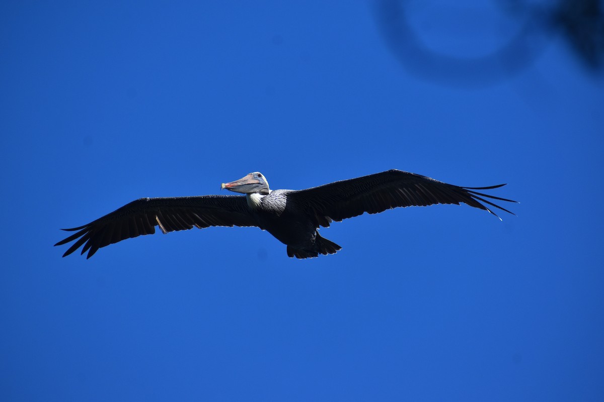 Brown Pelican - ML647041616
