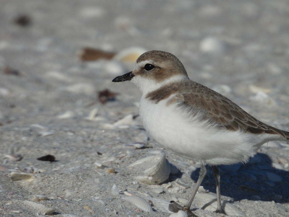plover sp. - ML647041618