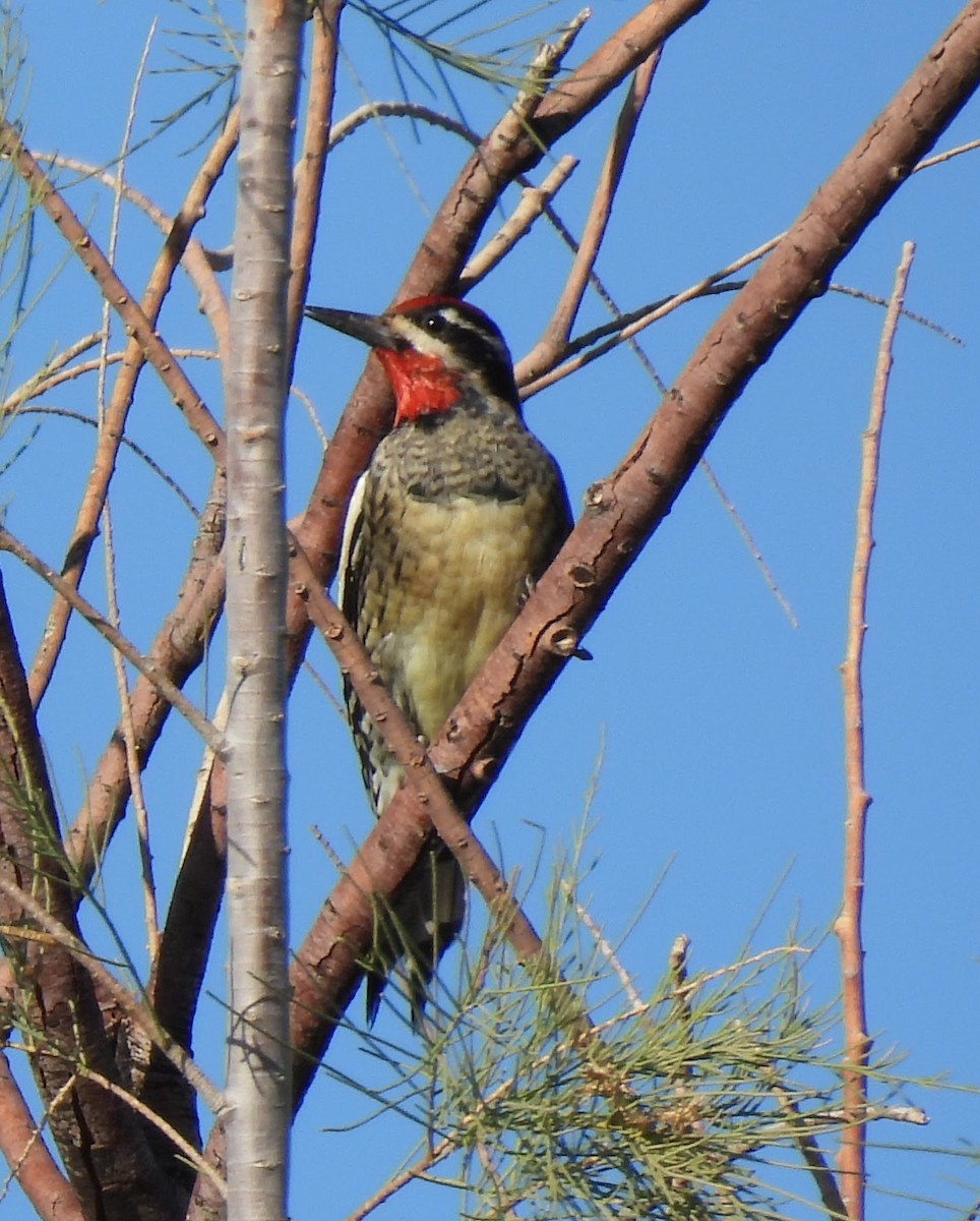 Red-naped Sapsucker - ML647041619