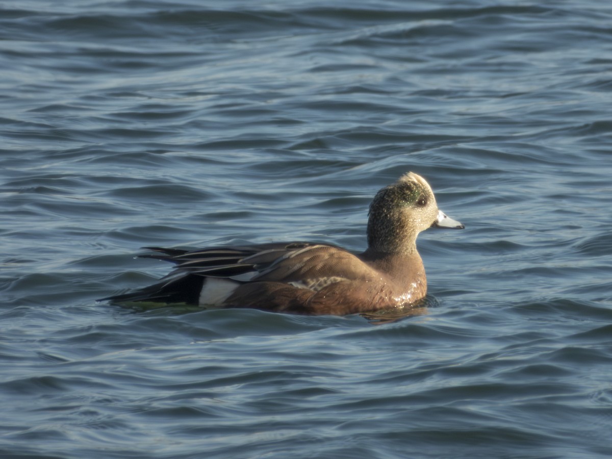 American Wigeon - ML647041620