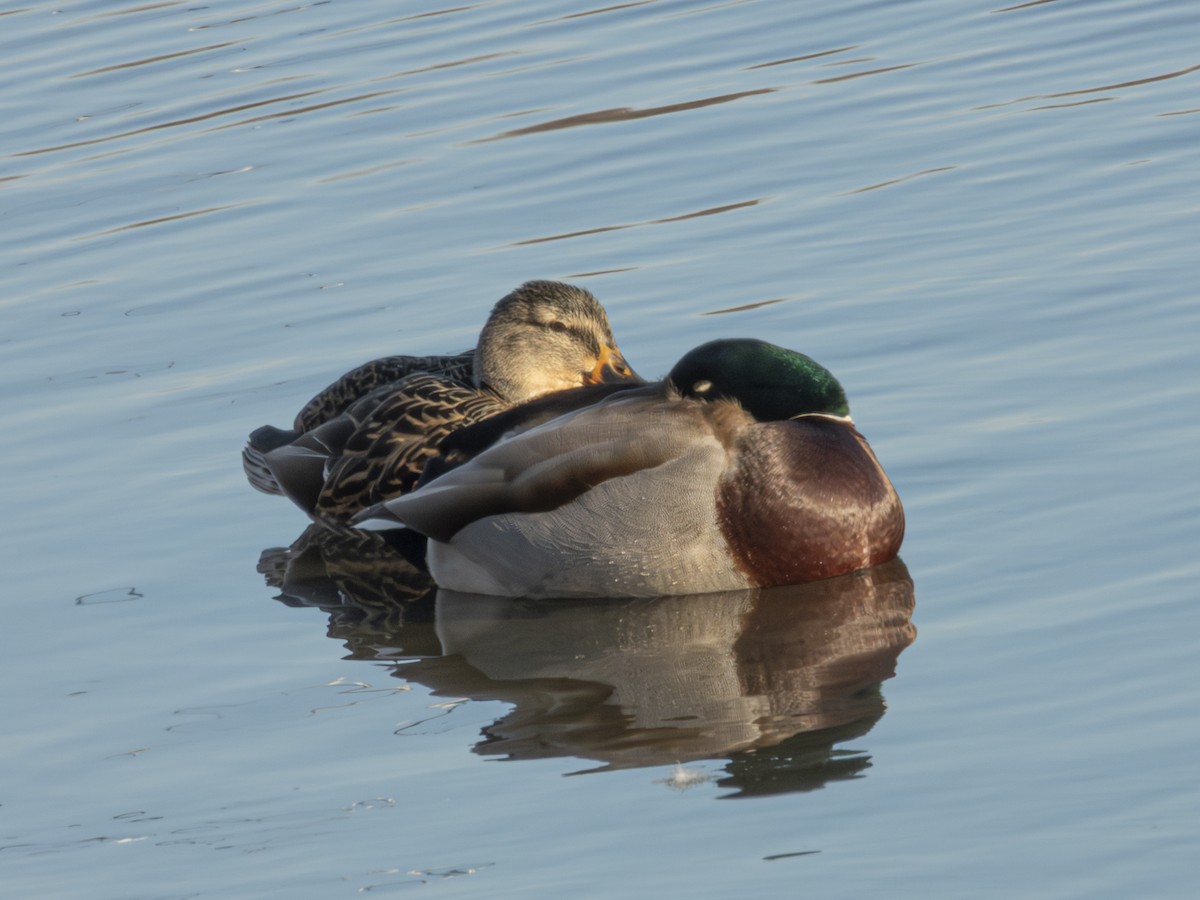 Mallard - ML647041622