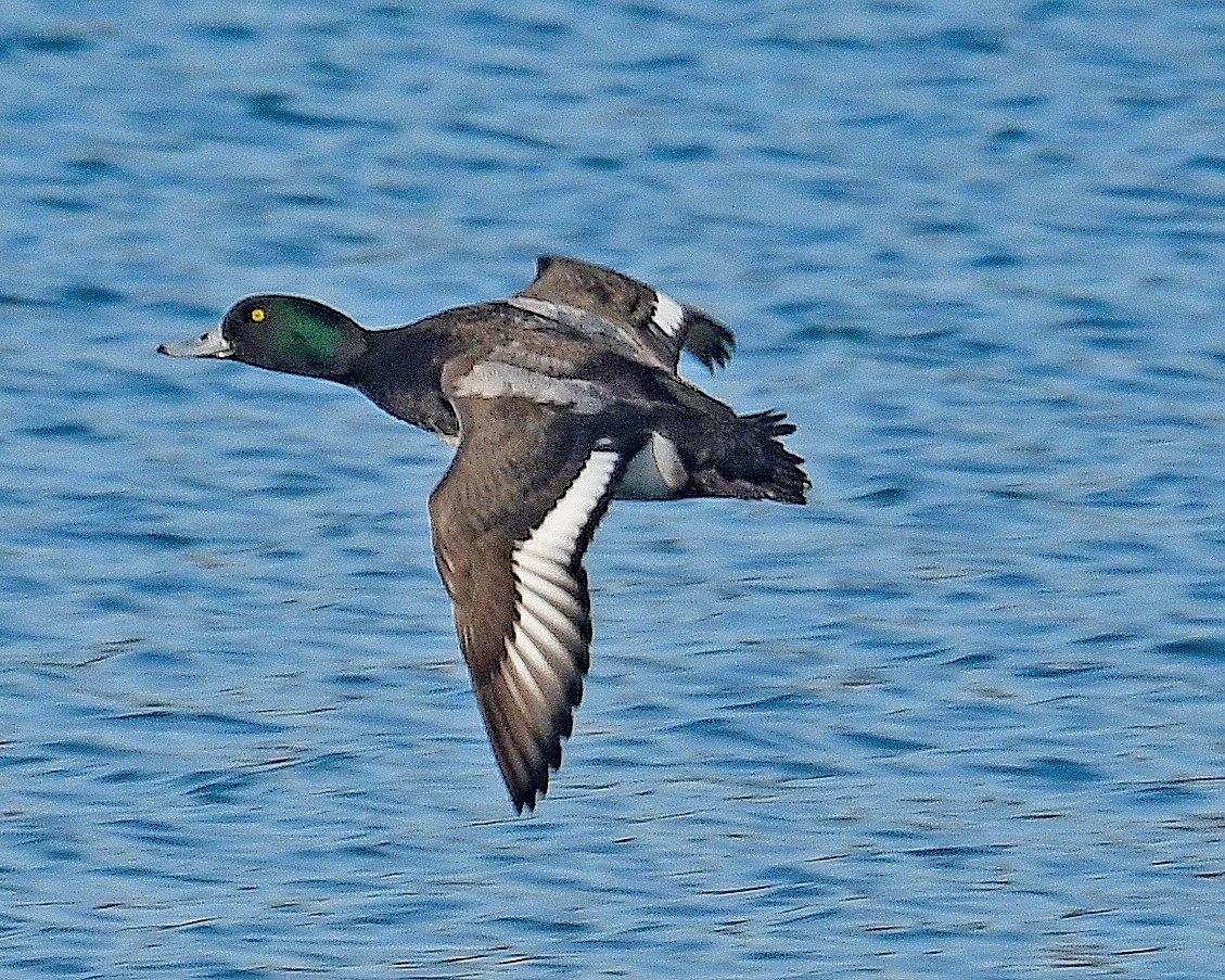 polák kaholka - ML647041623