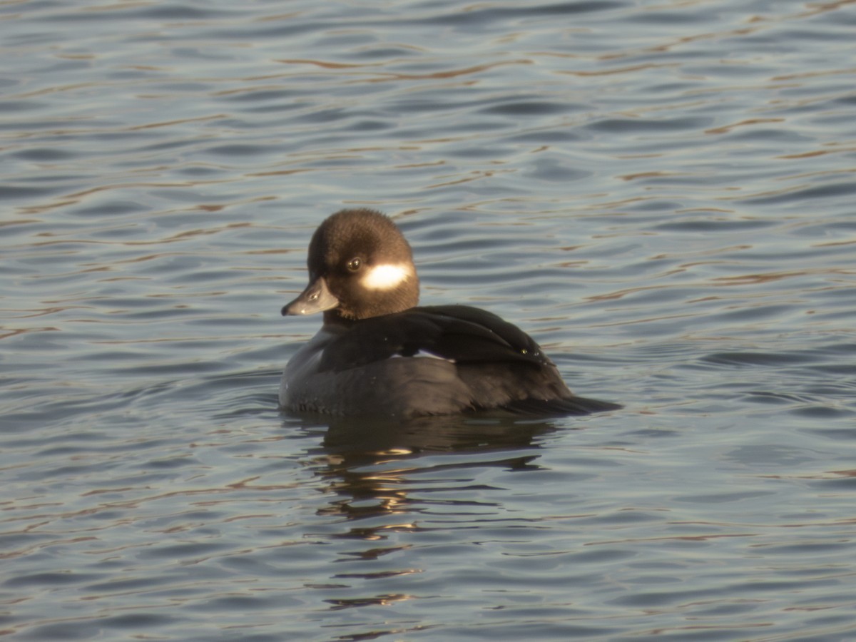 Bufflehead - ML647041625