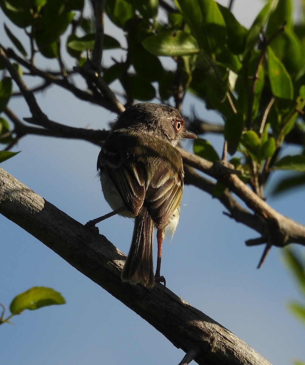 Pearly-vented Tody-Tyrant - ML647041627