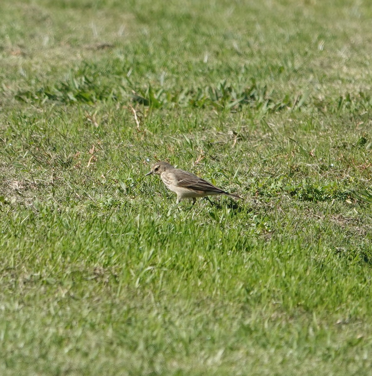 American Pipit - ML647041632