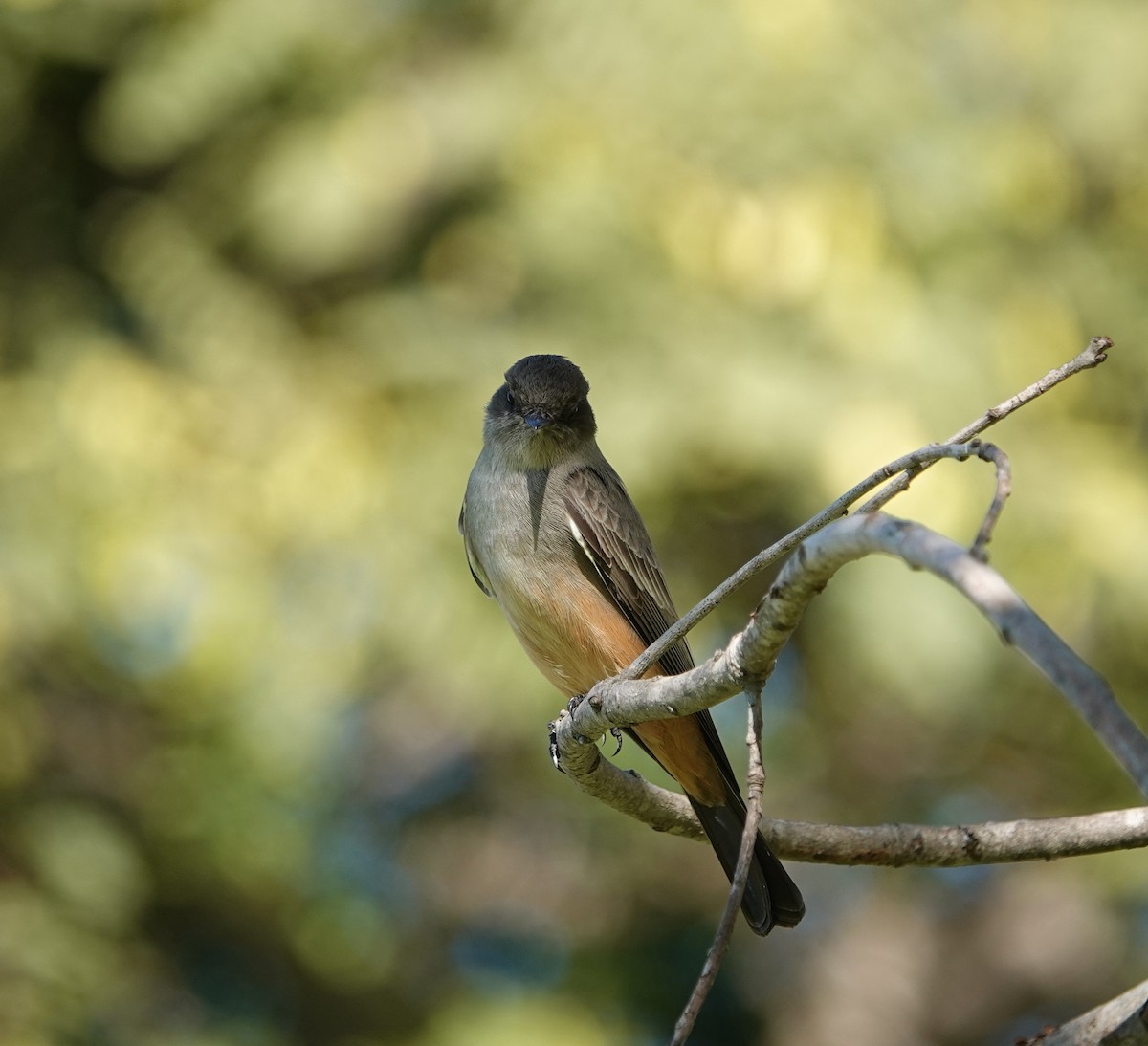 Say's Phoebe - ML647041638