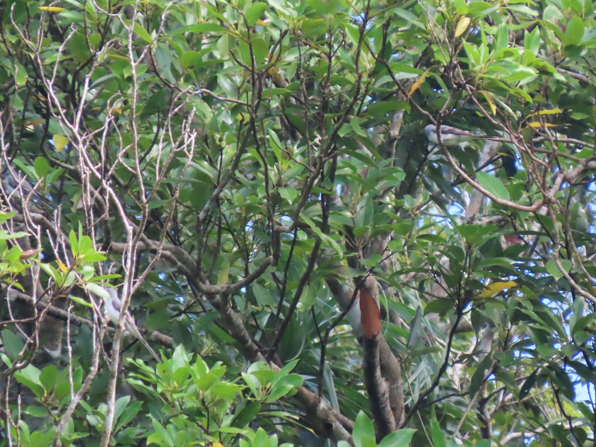 Minivet Ceniciento - ML647041645