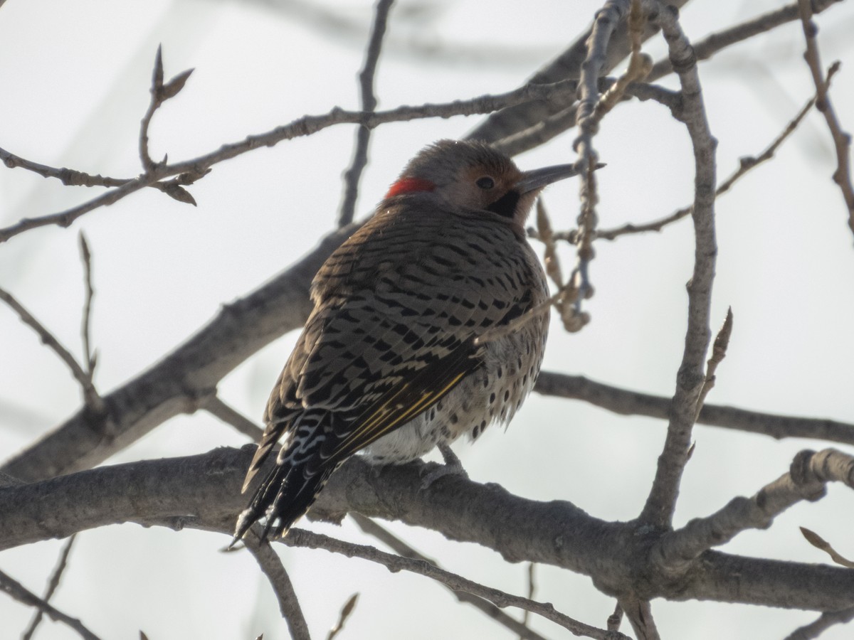 Northern Flicker - ML647041647