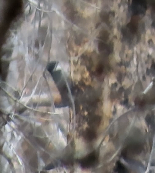 svartryggspett - ML647041650