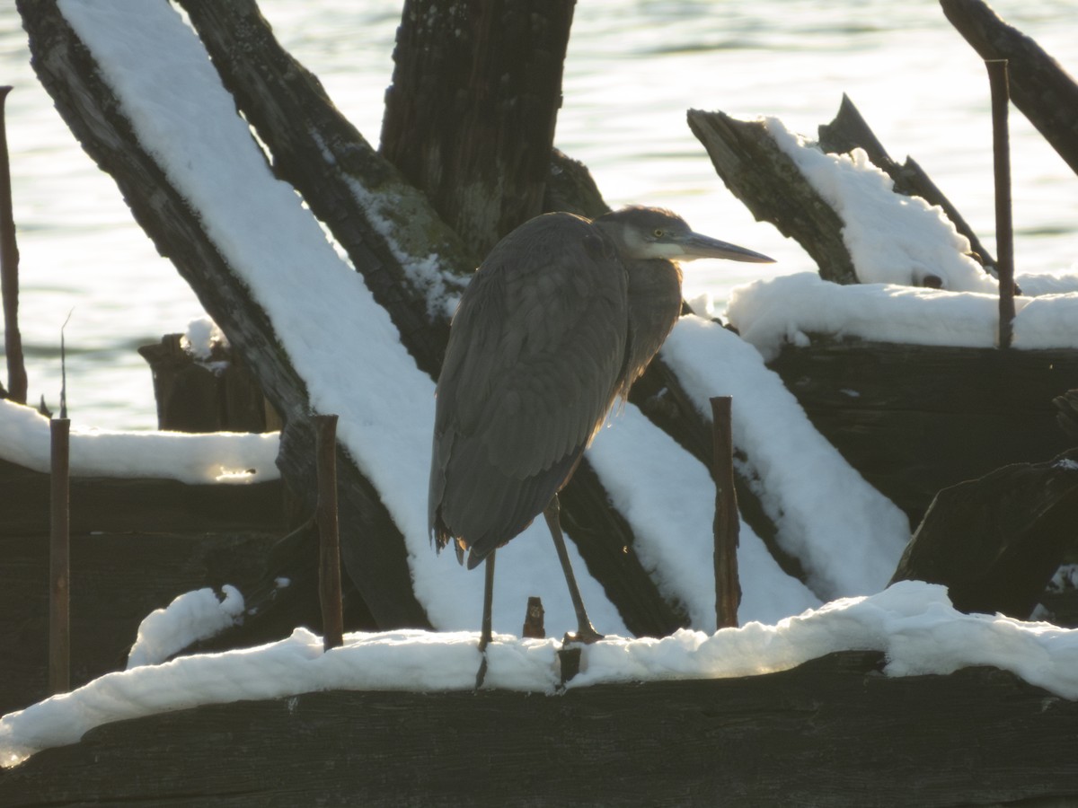 Great Blue Heron - ML647041654