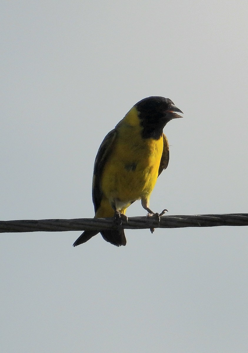Hooded Siskin - ML647041655