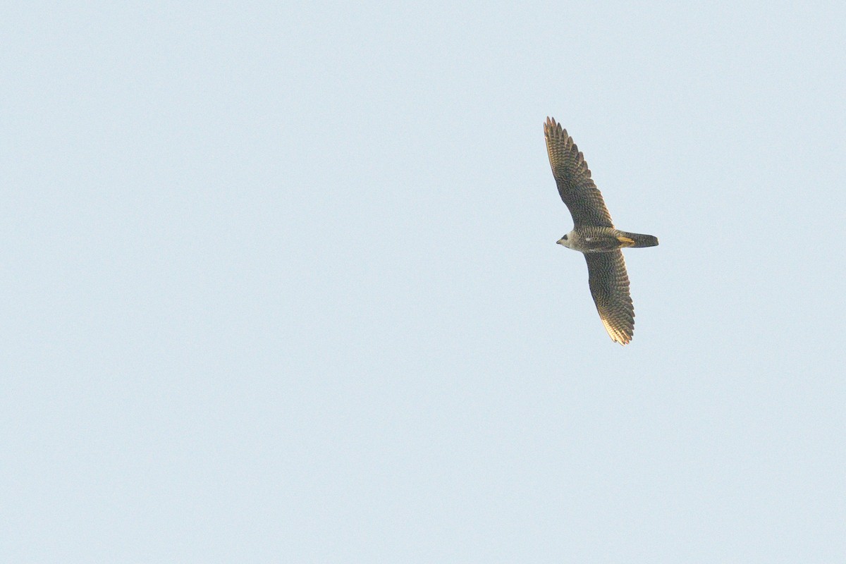 sokol stěhovavý - ML647041657