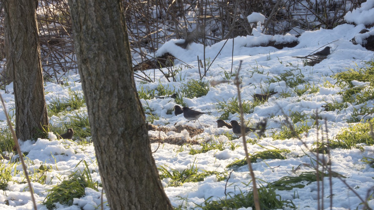 Dark-eyed Junco - ML647041671