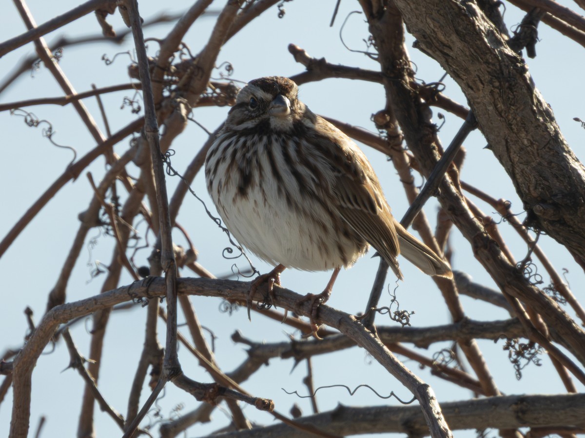 Song Sparrow - ML647041679