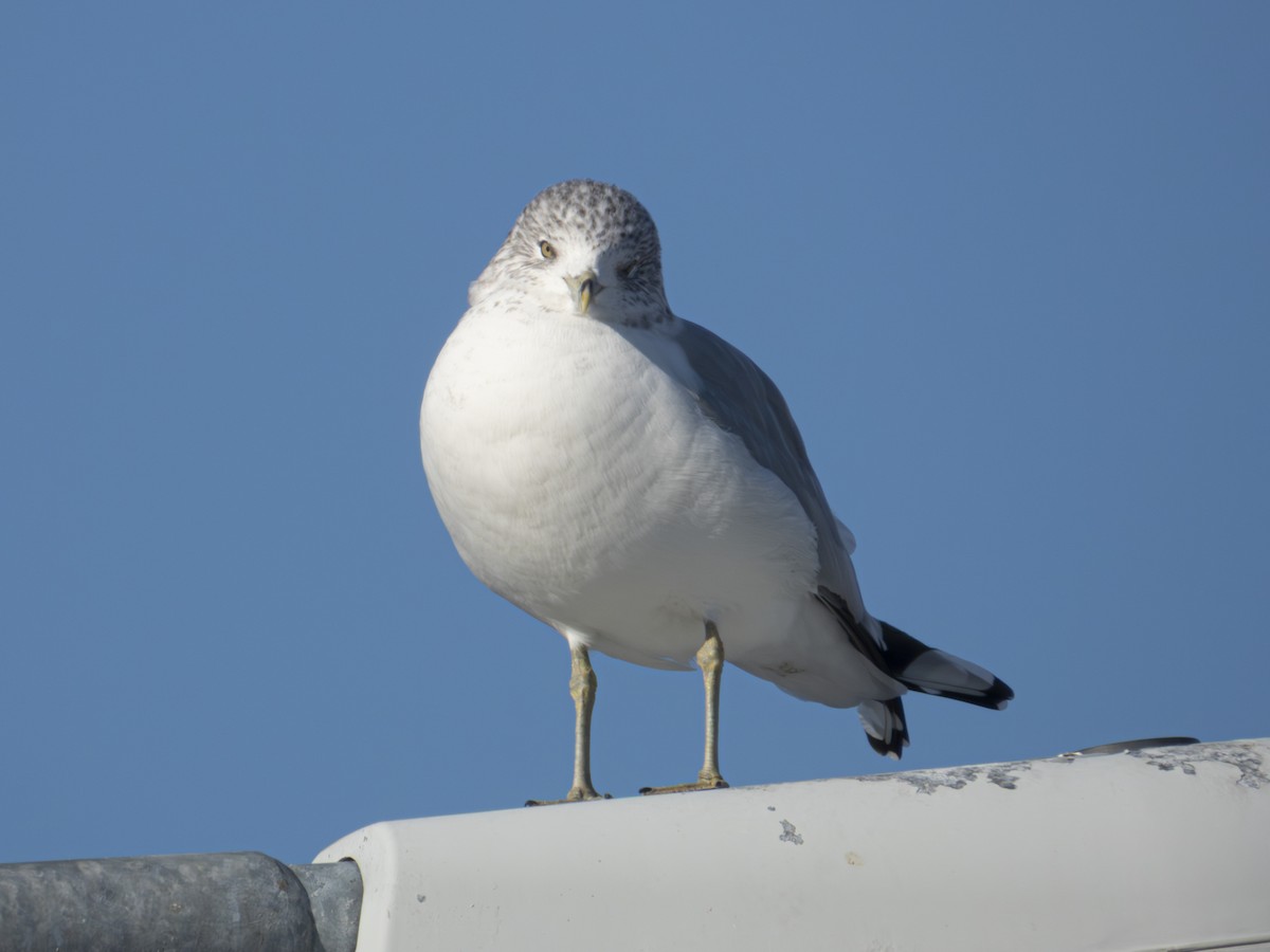 Ring-billed Gull - ML647041689
