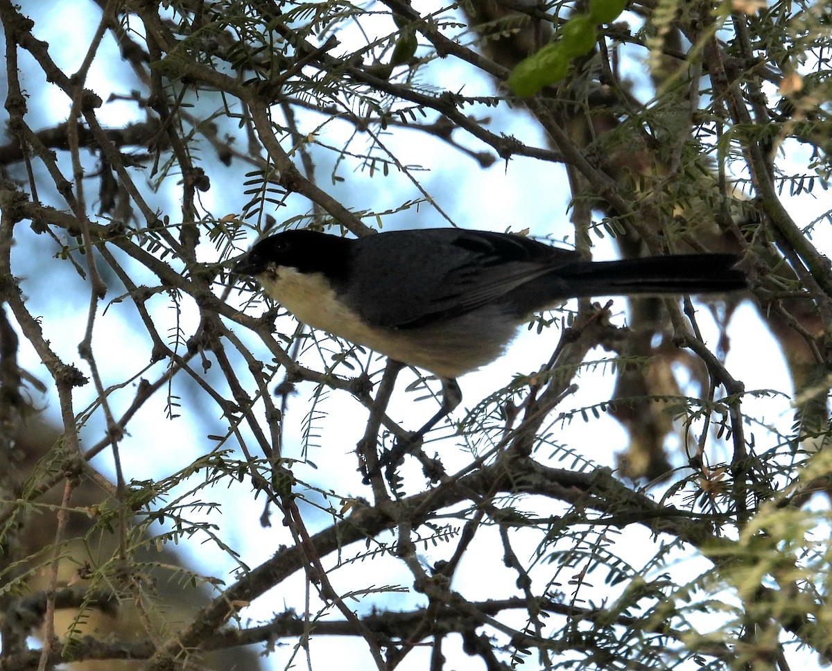 Black-capped Warbling Finch - ML647041690