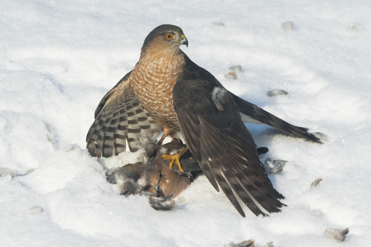 krahujec americký - ML647041707