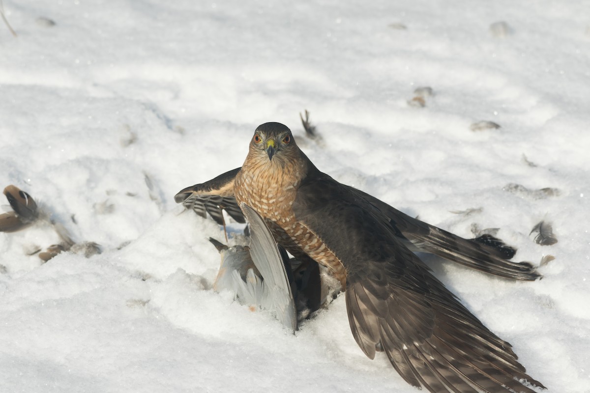 krahujec americký - ML647041709