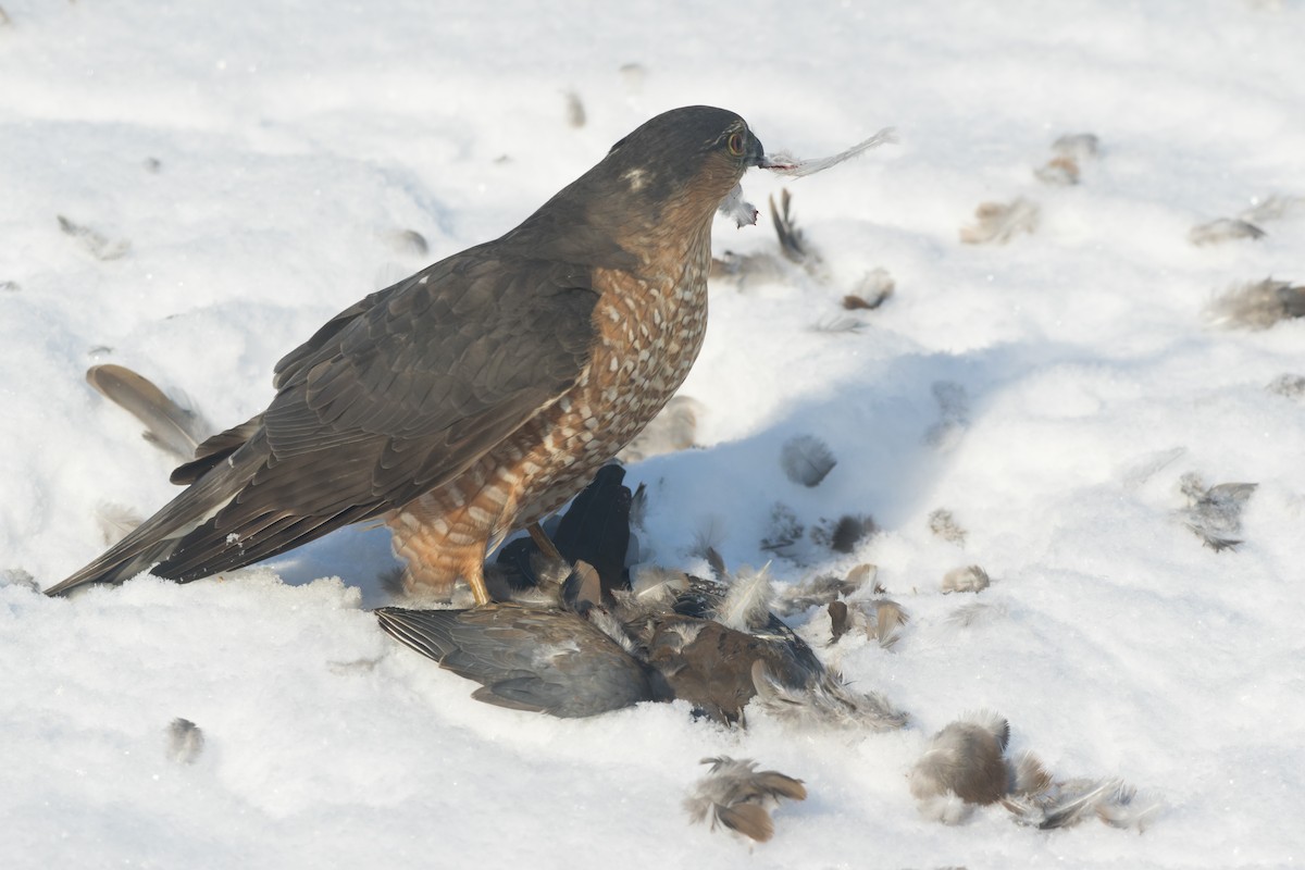 krahujec americký - ML647041710