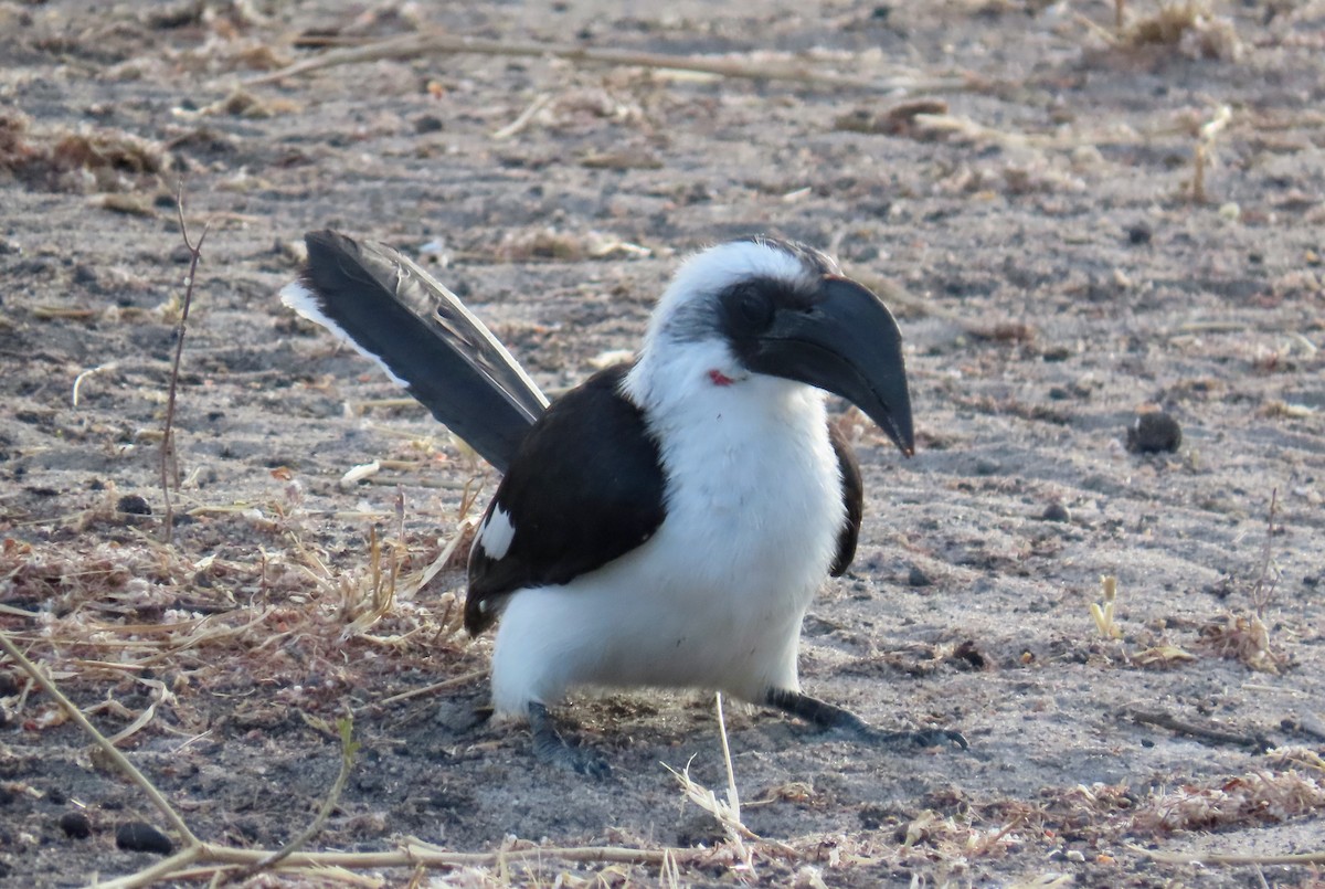 Von der Decken's Hornbill - ML647041711