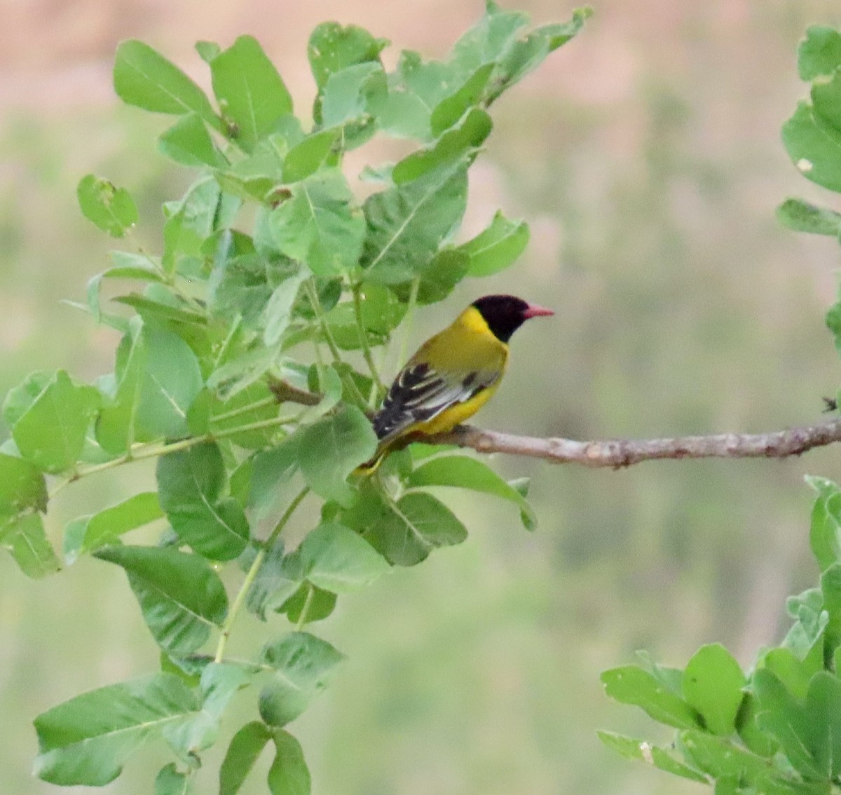 African Black-headed Oriole - ML647041733