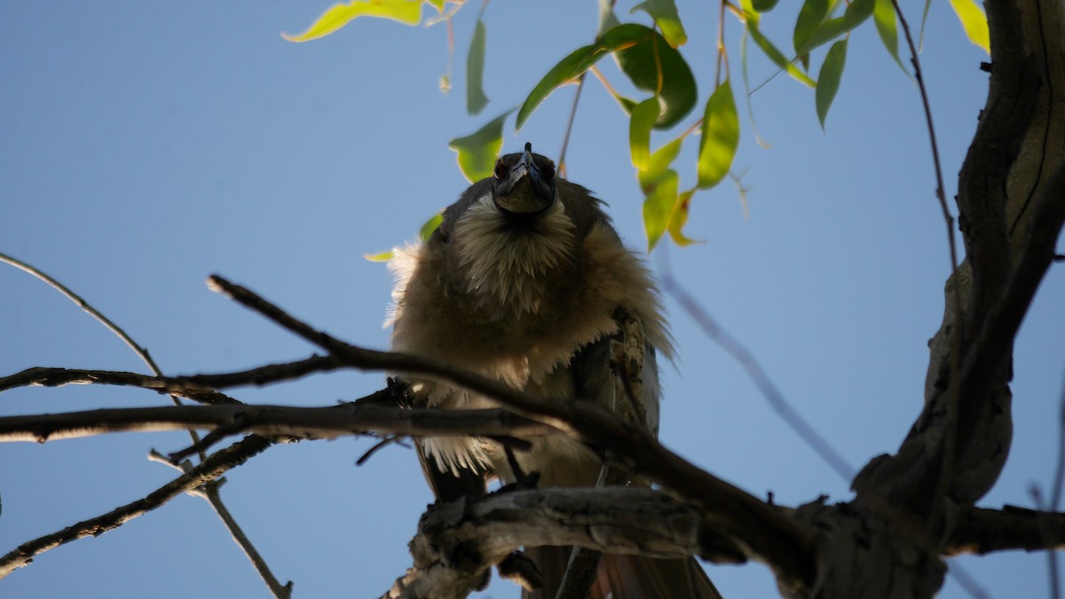 Noisy Friarbird - ML647041734
