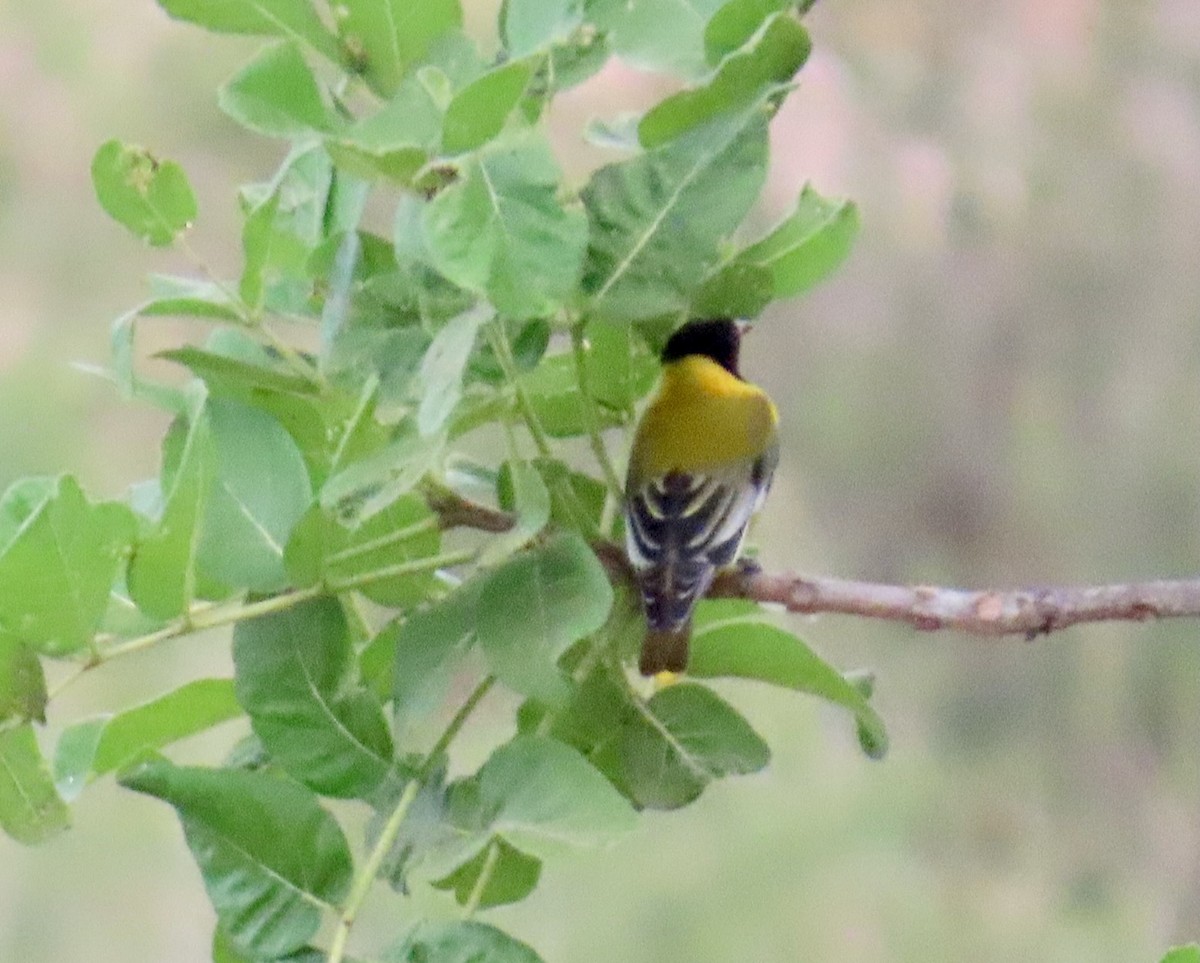 African Black-headed Oriole - ML647041737