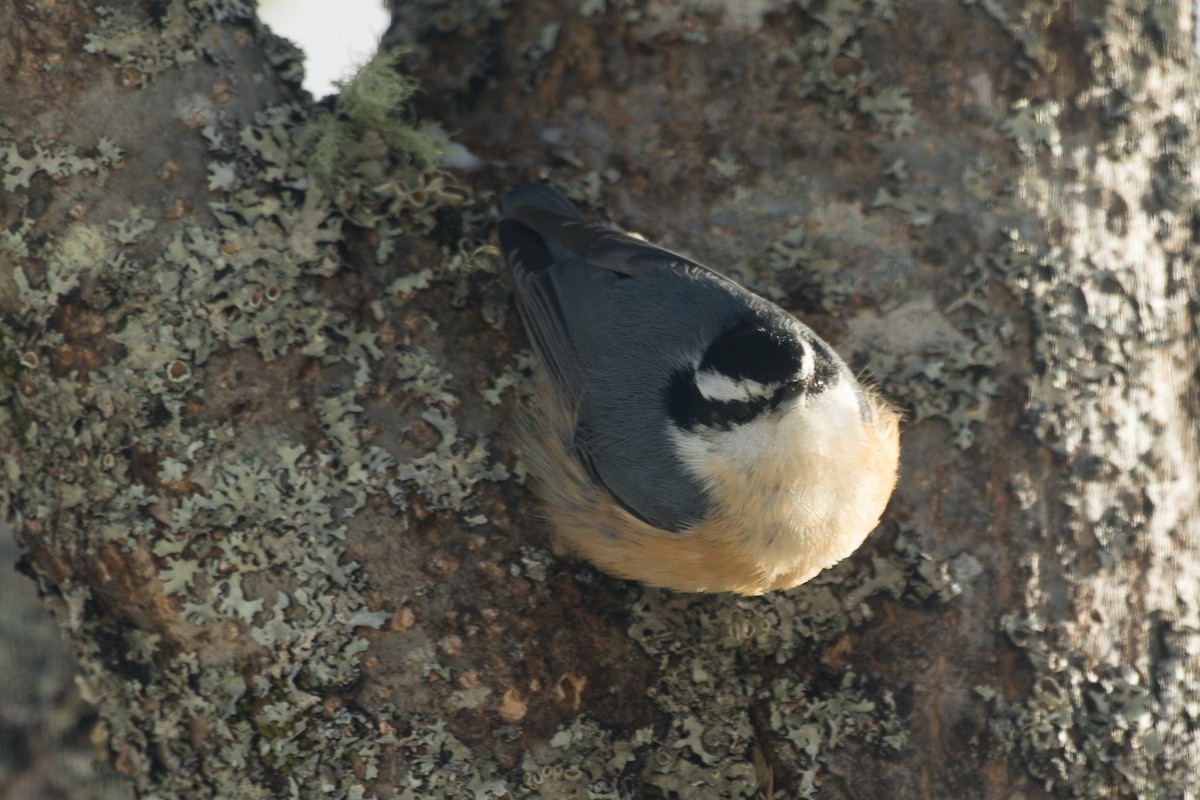 brhlík americký - ML647041738