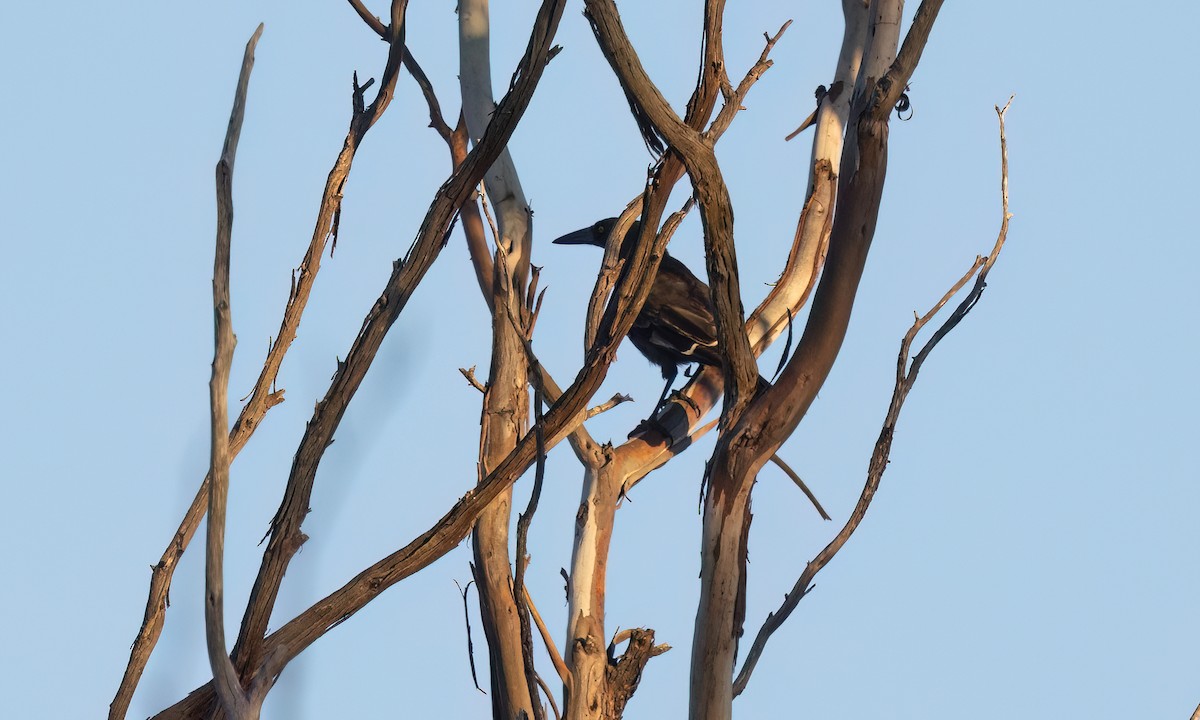 Gray Currawong (Gray) - ML647041740